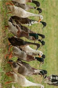 Border Collie Herding Journal