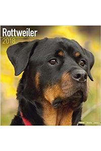 Rottweiler Calendar 2018 (Square)