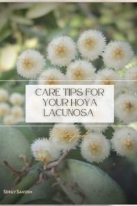 Care Tips for Your Hoya Lacunosa