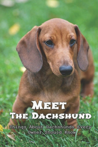 Meet The Dachshund