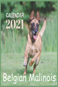 Belgian Malinois