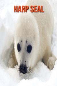 Harp Seal