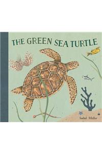 Green Sea Turtle