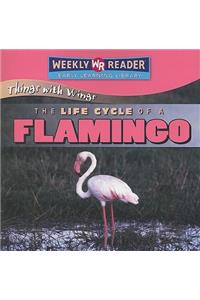 Life Cycle of a Flamingo