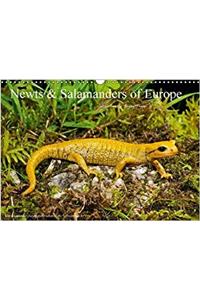 Newts & Salamanders / UK-Version 2017