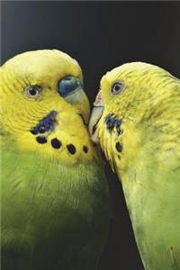 Friendly Budgies - Two Budgerigars Bird Journal