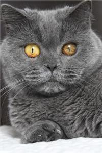 Blue British Shorthair Cat Strikes a Pose Journal