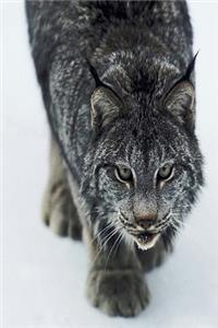 Journal Lynx Winter Attack