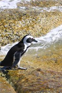 Such a Cute Black and White Penguin on a Walk Journal