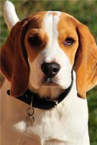 Super Cute Beagle Puppy Dog Pet Journal