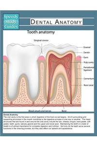 Dental Anatomy (Speedy Study Guide)