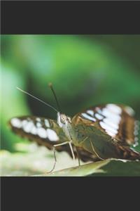 Schmetterling