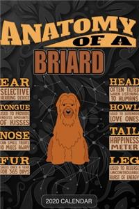 Anatomy Of A Briard