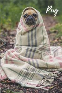 Pug