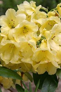 2020 Weekly Planner Flowers Pretty Rhododendron Blooms 134 Pages