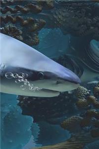 Sharks Notebook