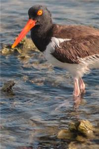 American Oystercatcher Bird Journal (Haematopus Palliatus)