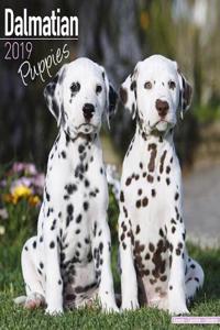 Dalmatian Puppies Calendar 2019