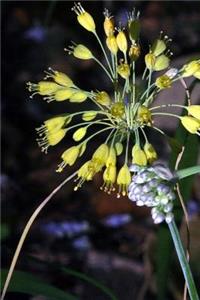 Allium Flavum Yellow and Allium Carinatum Purple Journal