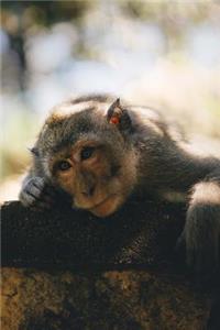 Sweet Monkey Notebook