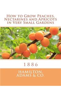 How to Grow Peaches, Nectarines and Apricots in Very Small Gardens