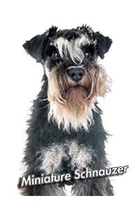Miniature Schnauzer