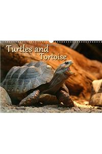 Turtles and Tortoise / UK-Version 2017