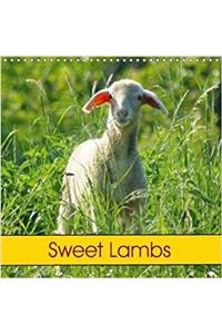 Sweet Lambs 2018