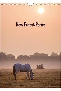 New Forest Ponies 2018