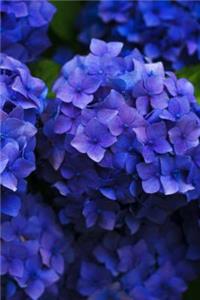 Hydrangeas