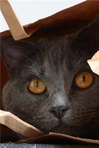 Gray Chartreux Cat Peeking Out of a Paper Bag Pet Journal