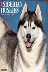 Just Siberian Huskies 2025 12 X 12 Wall Calendar