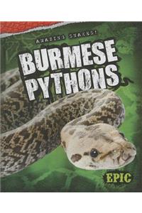 Burmese Pythons