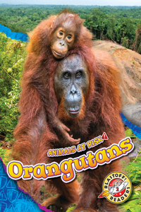 Orangutans