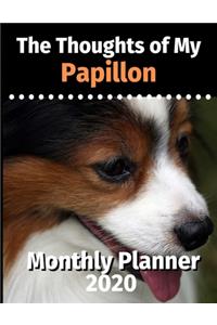 The Thoughts of My Papillon