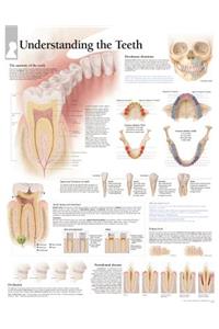 Understanding the Teeth Chart