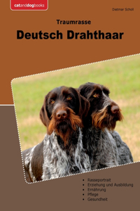 Traumrasse Deutsch Drahthaar