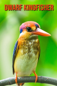 Dwarf Kingfisher