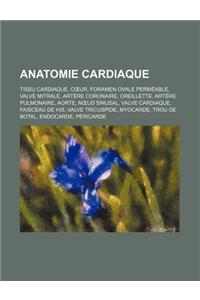Anatomie Cardiaque