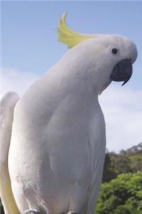 Yellow-crested Cockatoo Journal