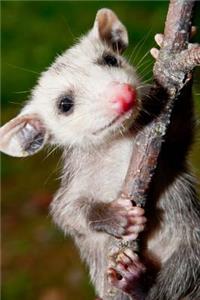 An Adorable Little Baby Opossum Journal
