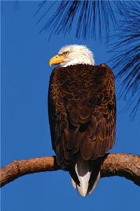 Bald Eagle Any Day Planner Notebook