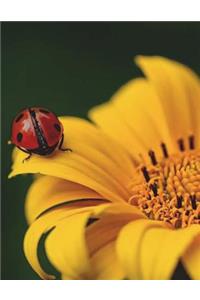 Ladybug Ladybeetle Red Black Flower Insect Lady Bug Lady Beetle Spot Nature