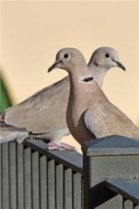 Eurasian Collared Dove (Streptopelia Decaocto) Journal