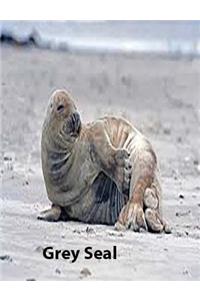 Grey Seal on Cover collegereuledlinepaper Composition Book