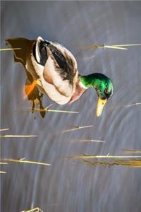 Mallard Duck Getting in the Pond Journal