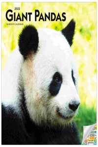 Giant Pandas 2022 Square