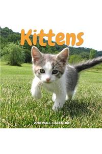 KITTENS 2018 Wall Calendar