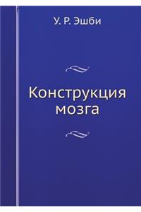 Конструкция мозга