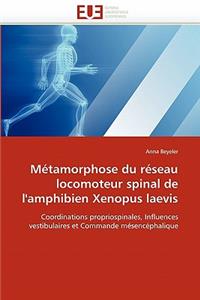M�tamorphose Du R�seau Locomoteur Spinal de l''amphibien Xenopus Laevis